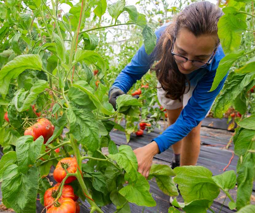 Master farm apprentice Allison Lopez-Bock tends the tomatoes at Misty Moon Farms in Argyle.