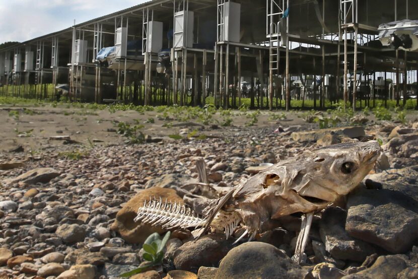 A dead fish lay on the rocks of what used to be an underwater portion of the DeCordova...