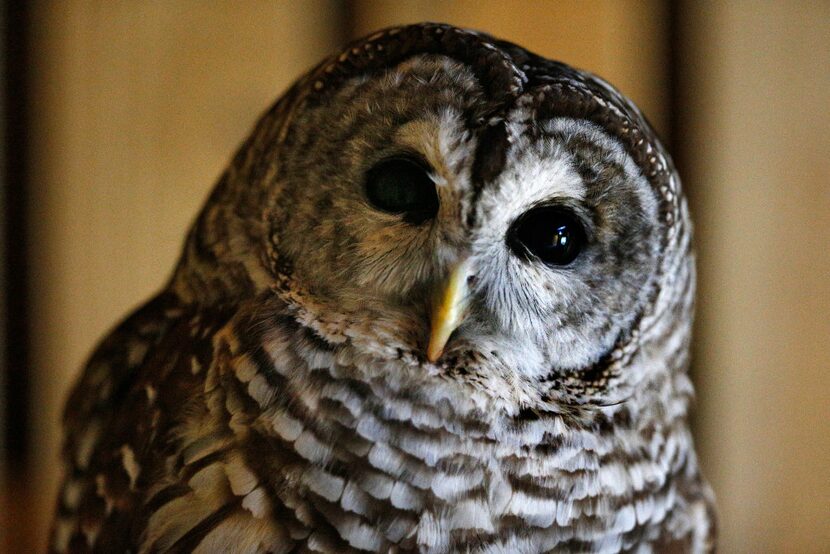 Ollie the owl is previewed to the public during during an owl adoption party at Dogwood...