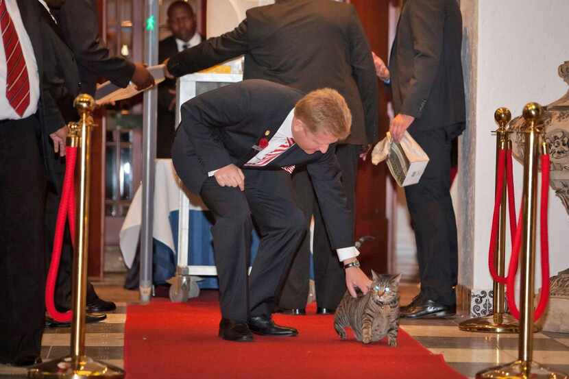 Skabenga,  the resident cat at the Oyster Box hotel in Durban, South Africa, prefers to sit...