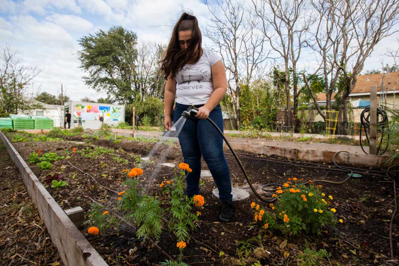 Intern Rubicela Ipina, 15, waters marigolds.