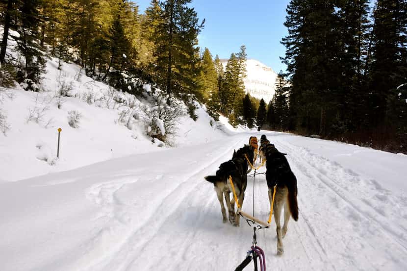 
Order your dogs forward with a hearty “Hike!” at Absaroka Dog Sled Treks in Montana.
