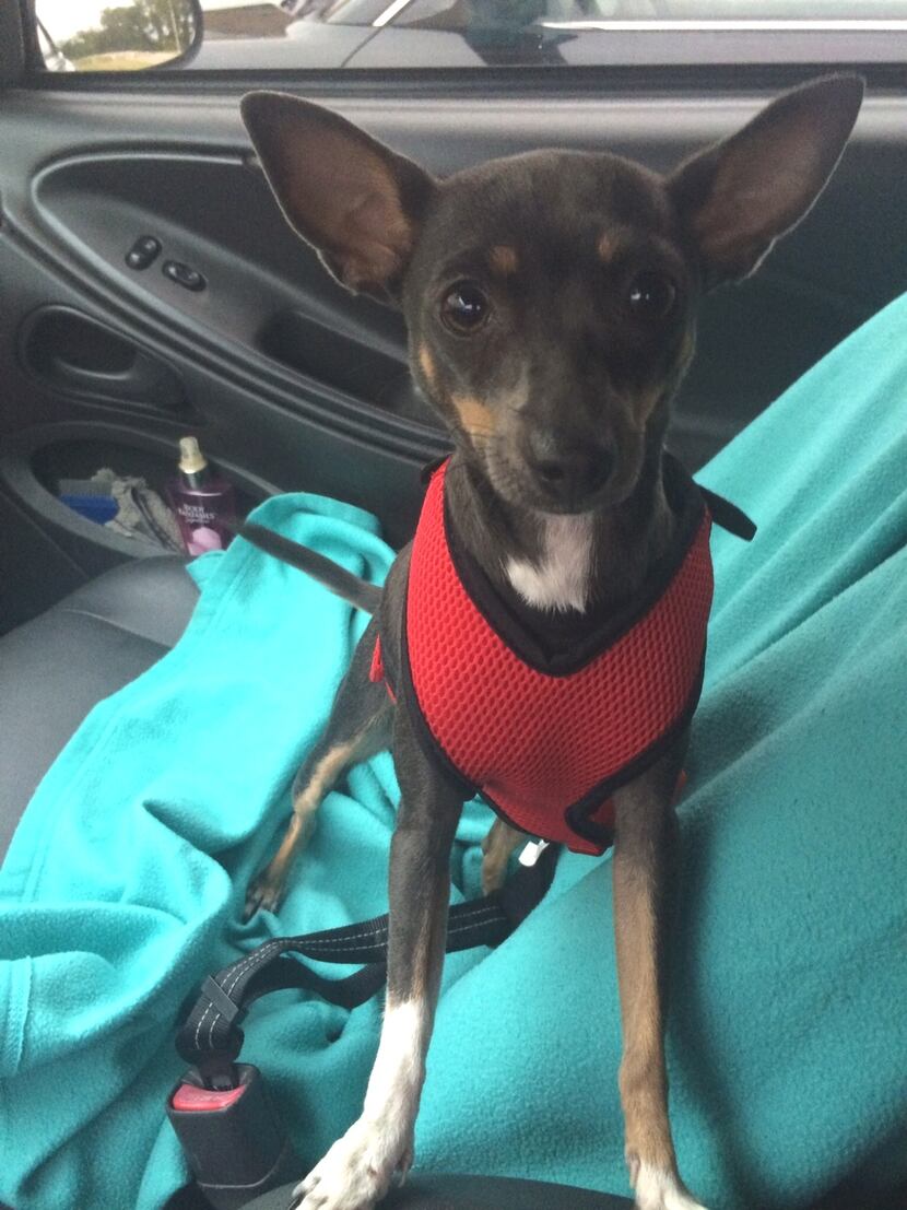  This Chihuahua previously known as Luna was headed home Friday night with her foster mom....