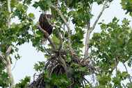 A bald eagle sits on a branch above its nest after severe thunderstorms moved through the...