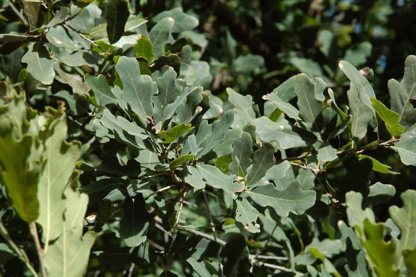 Lacey oak (Quercus laceyi) is a beautiful small to medium tree with blue-green mature...