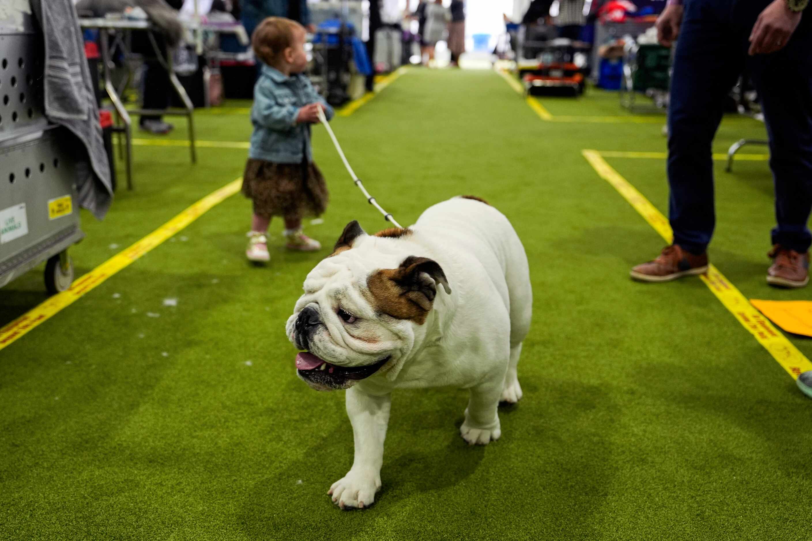 A dog walks through the grooming area during the 148th Westminster Kennel Club Dog show,...