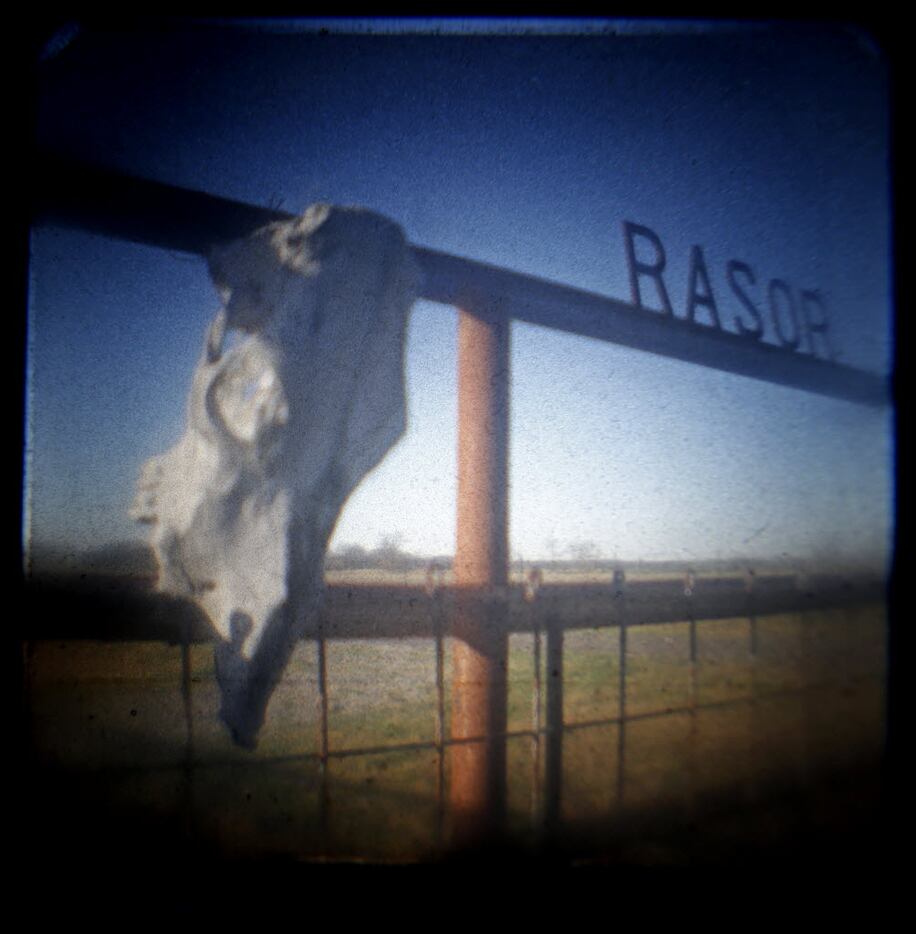 Cow skull on the fence at the entrance to a ranch on the Collin/Grayson county line road,...