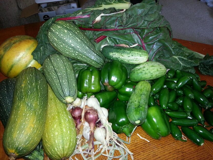 
Much of the produce harvested last year from Cindy Midkiff's straw bales in the garden at...