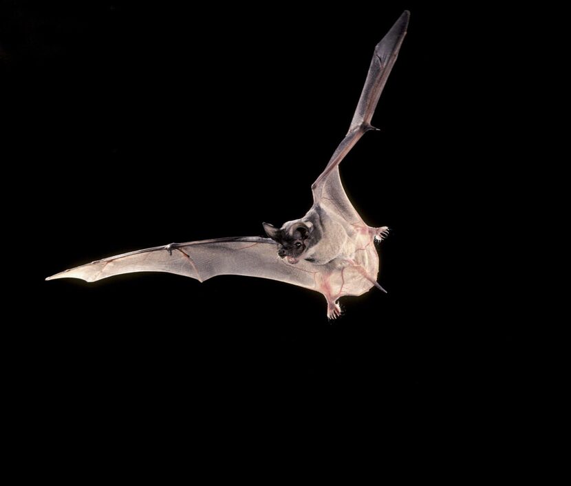 Mexican free-tailed bat