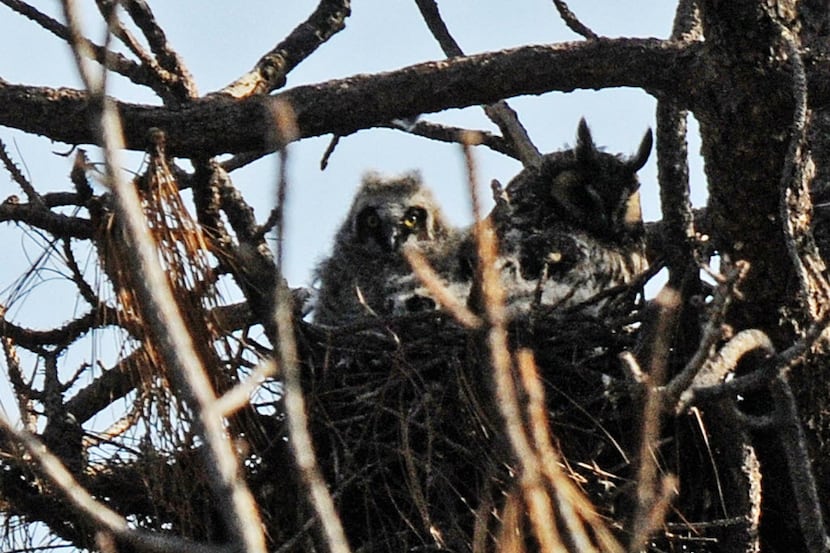 This photo provided by Texas Parks and Wildlife shows young long-eared owl at Davis...