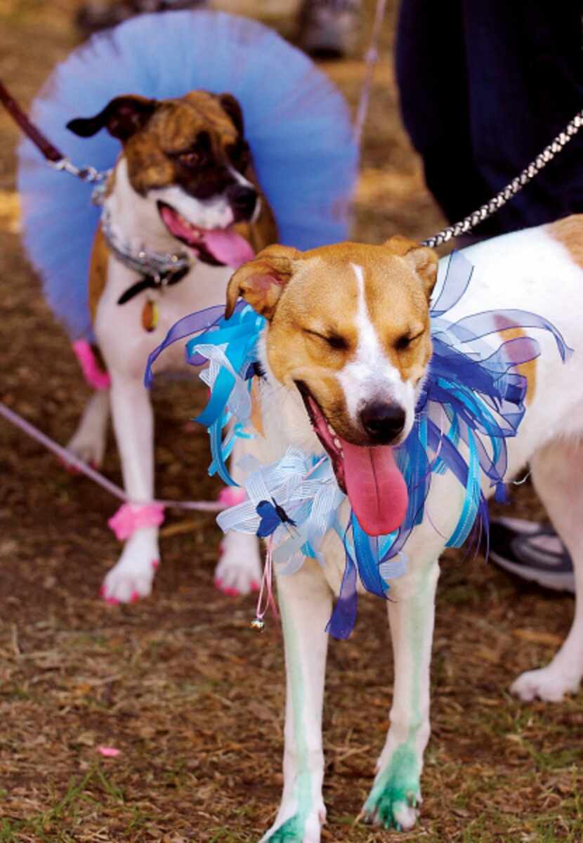 Jessica (right) and Lexi came to Dog Days of Denton dressed up as many of the participants...