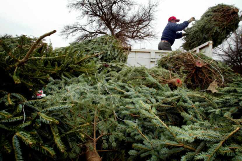 Irving residents can recycle their live Christmas trees by placing outside with regular...