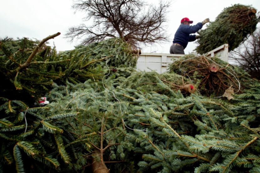 McKinney will collect Christmas trees left out by homeowners through January 16.