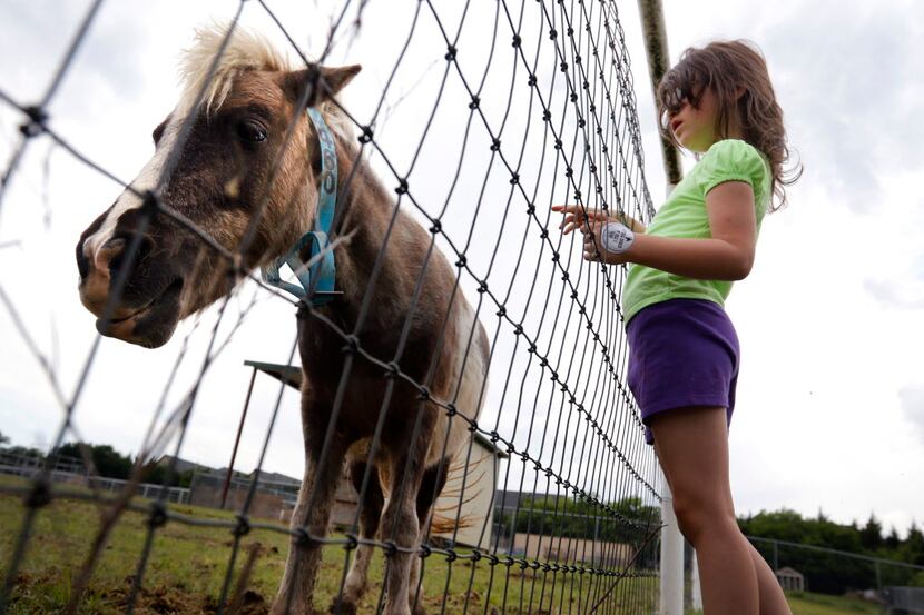 Emily Tyson, 5, visits Waffles, a miniature horse, during the Help a Horse Day event at the...