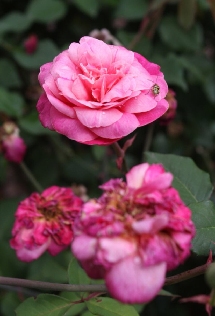 Earthkind roses growing in the back yard garden of Matthew Nichols.