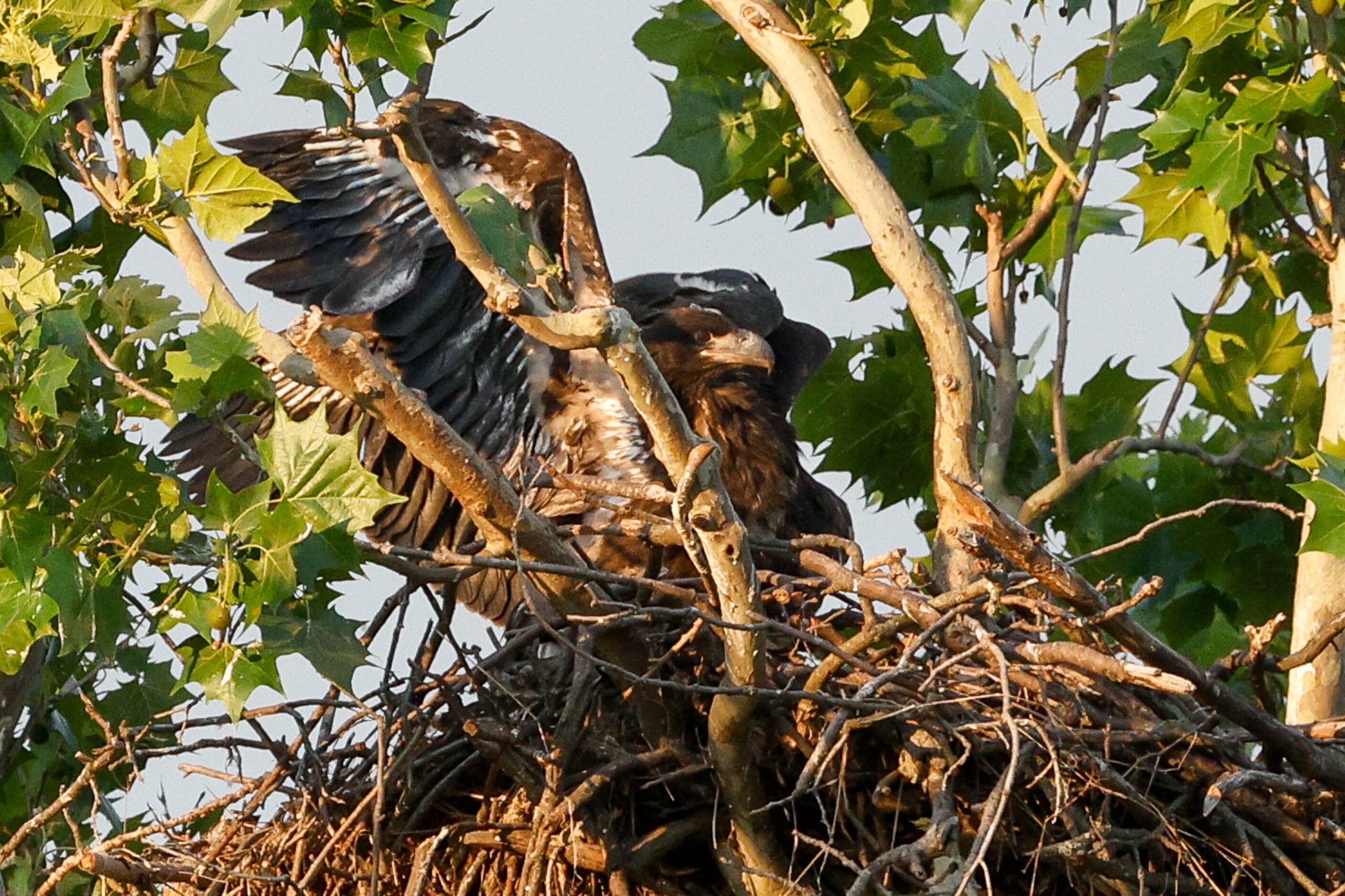 An eaglet flaps its wings in its nest near White Rock Lake, Monday, May 13, 2024, in Dallas.