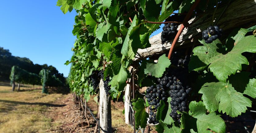 Tannat harvest 2015 at William Chris Vineyards.