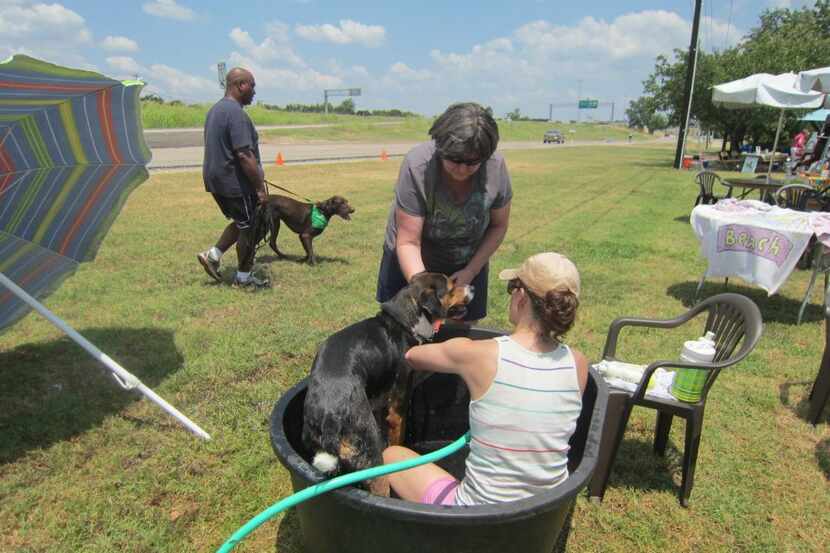 The annual Pooch Pool Party includes baths for donations. (Marshall Grain)