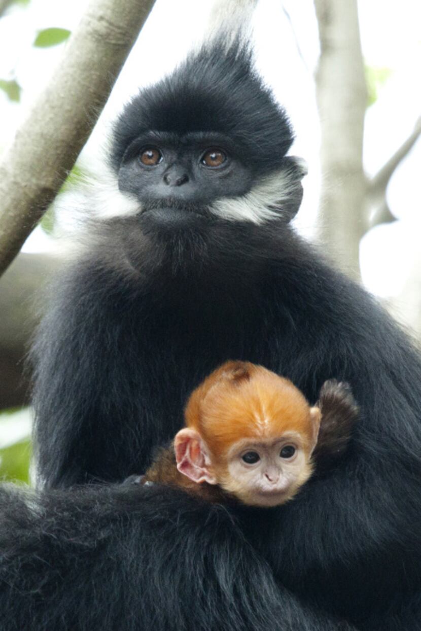 A baby female Francois Leaf-monkey, called Nuoc, or water in Vietnamese, was born on March...