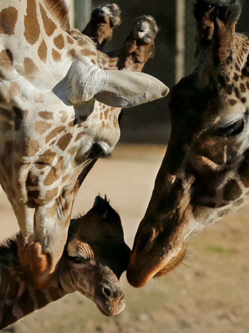 An 11-year-old female giraffe named Jacky, right, and a 6-year-old male giraffe named Buddy,...