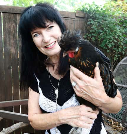 Kimberly Atchley with Tina Turner, a Polish chicken, in the backyard of her Richardson home.