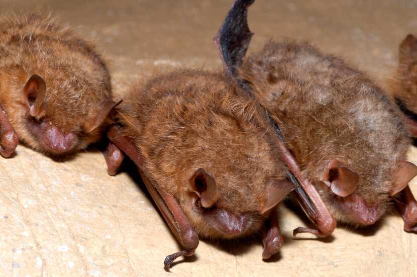 The U.S. Fish and Wildlife Service has proposed listing tricolored bats as endangered.