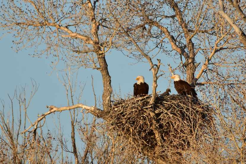 Bald eagles build large nests in tall trees. Nests are roomy, often measuring six feet...