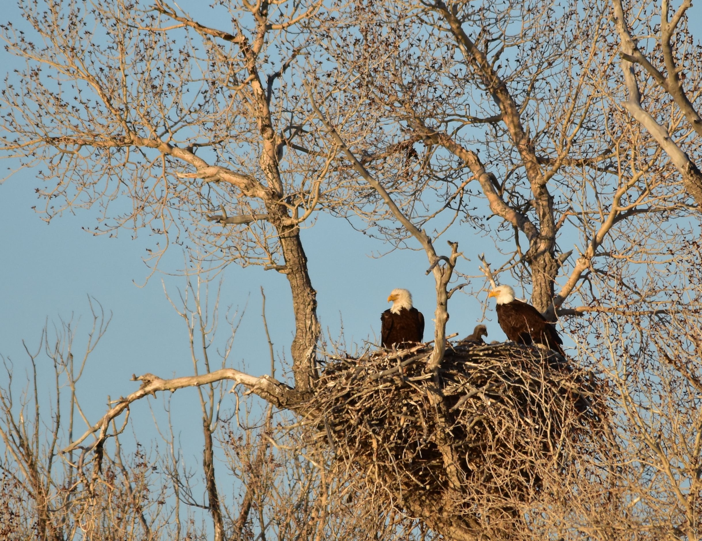 Winter is the time to spot bald eagles in Texas - Texas Farm Bureau