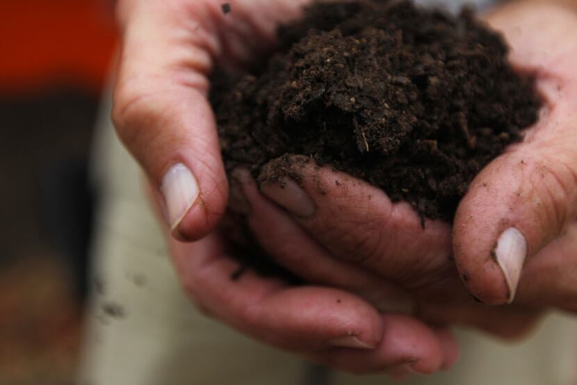 The end result is a rich, dark compost that will be used to grow plants on campus, including...