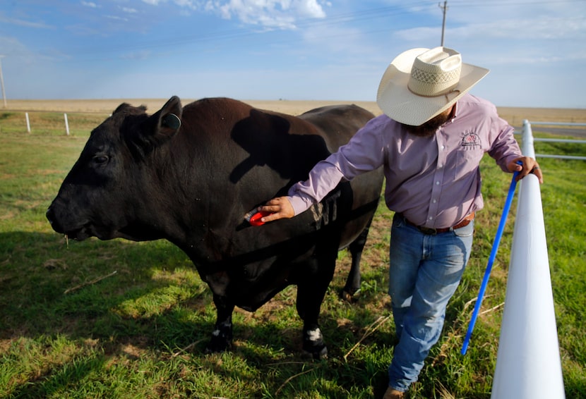 Ranch manager Landon Canterbury brushes Alpha, a 2 1/2-ton cloned bull, at the West Texas...