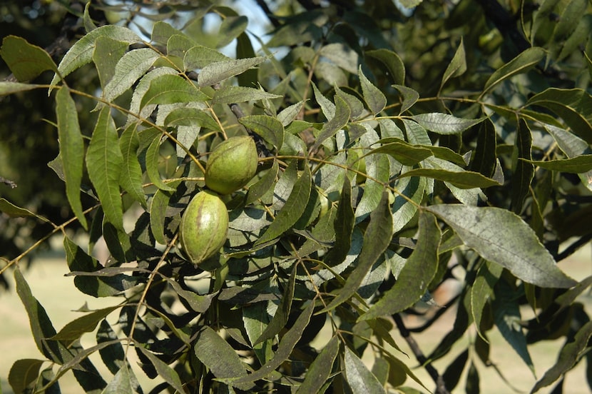 Pecans make great shade trees, even though they are somewhat messy at times.