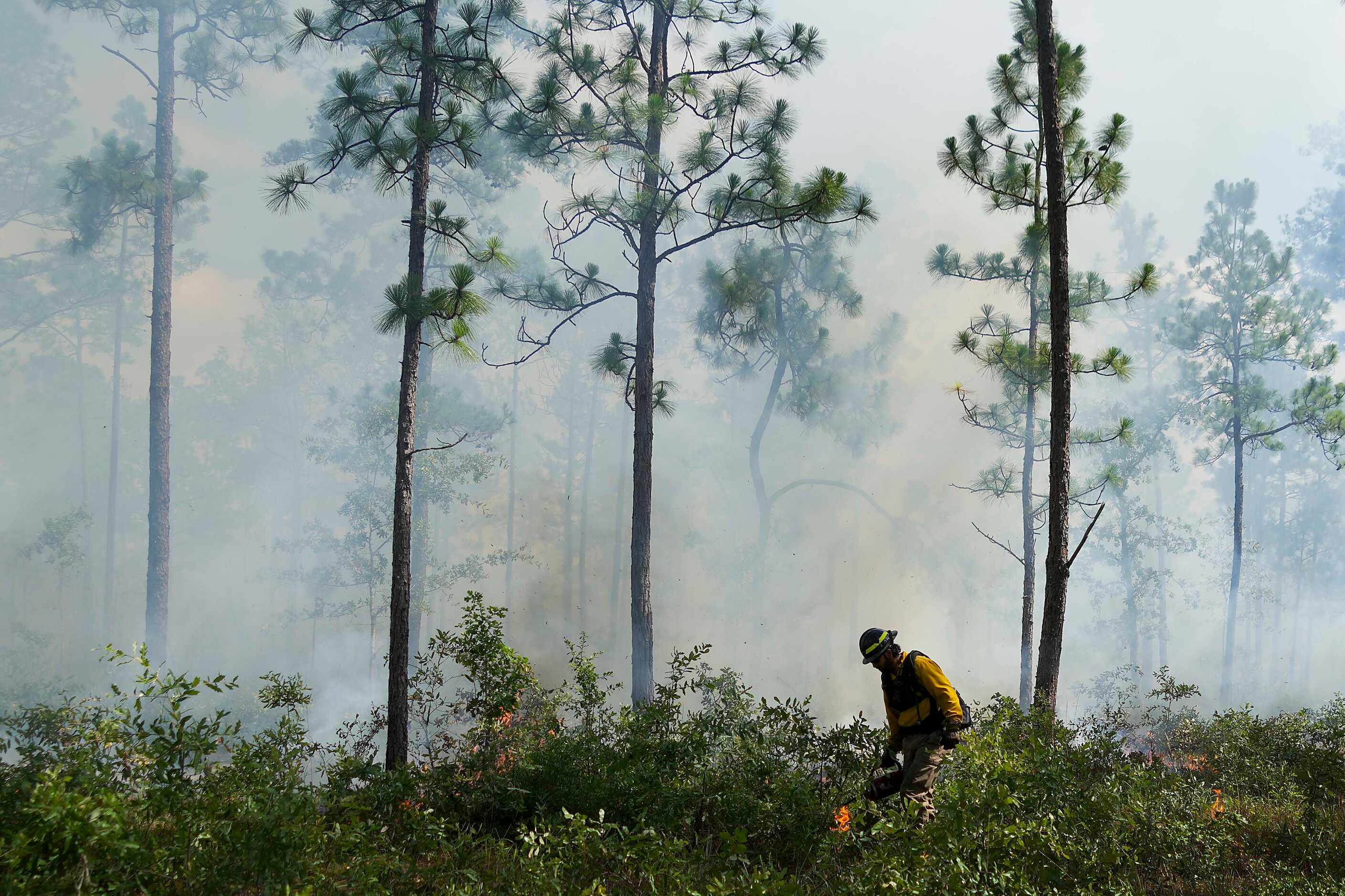 Raul Fernandez of the Alabama-Coushatta Wildland Fire Management sets small fires with a...