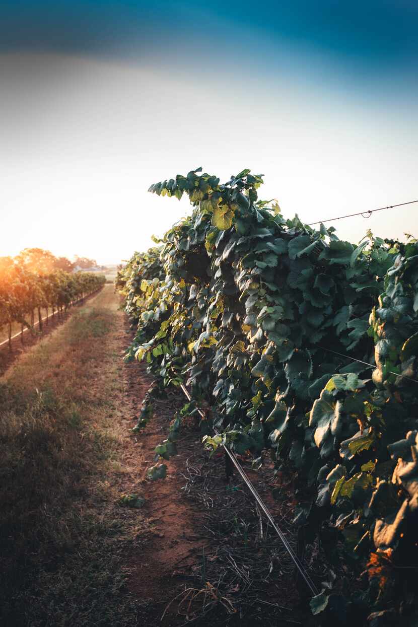 Tallent Vineyards is where Bending Branch Winery sources their grapes.