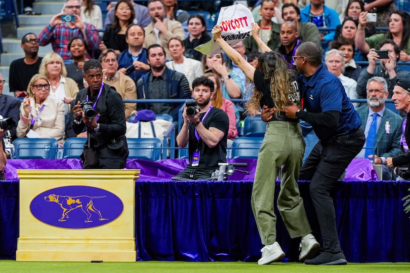 A security worker wraps up a protester during the best in show competition at the 148th...