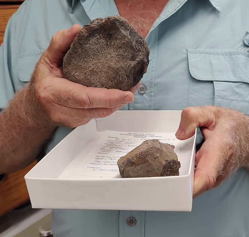 Steve May holding a Plesiosaur vertebrae from Malone Mountains.