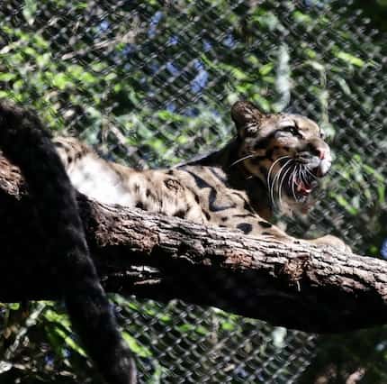 One of the clouded leopards rests on a log in its exhibit. The habitat was previously...