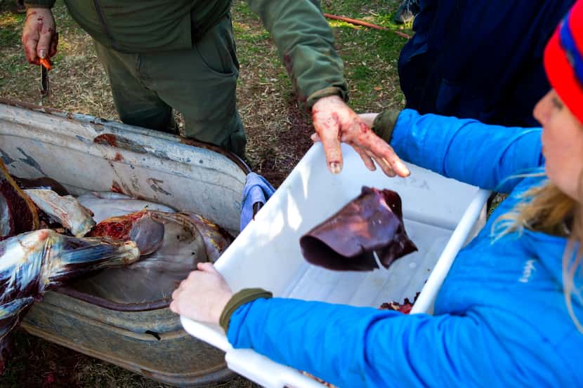 Butcher Jesse Griffiths (left) places a bison liver into a bin held by Tracey Heymans during...