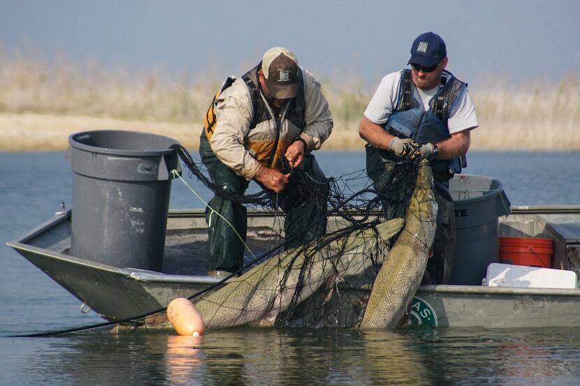 Fisheries biologists used gill nets to collect alligator gar during an intensive stomach...