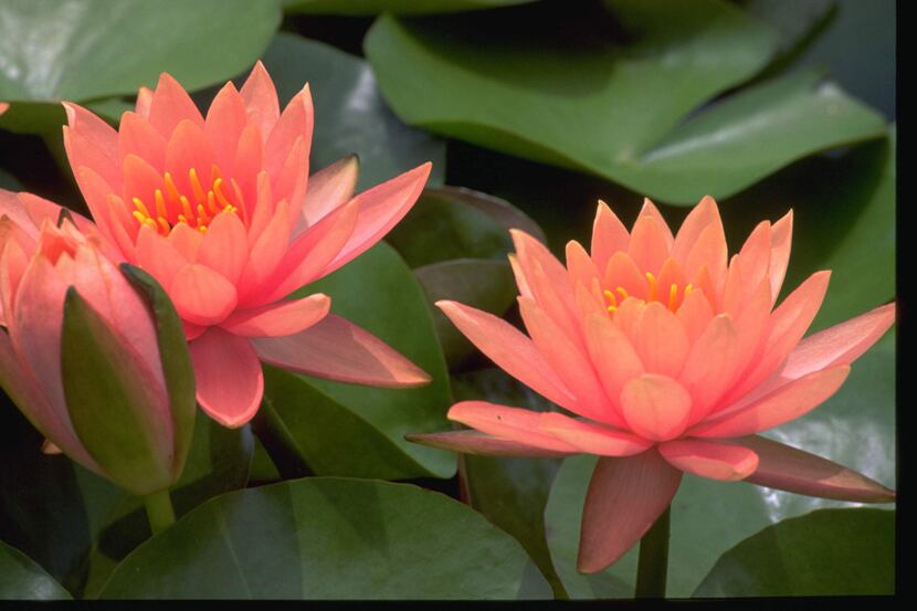 San Angelo has garnered an international reputation for its extensive waterlily collection.
