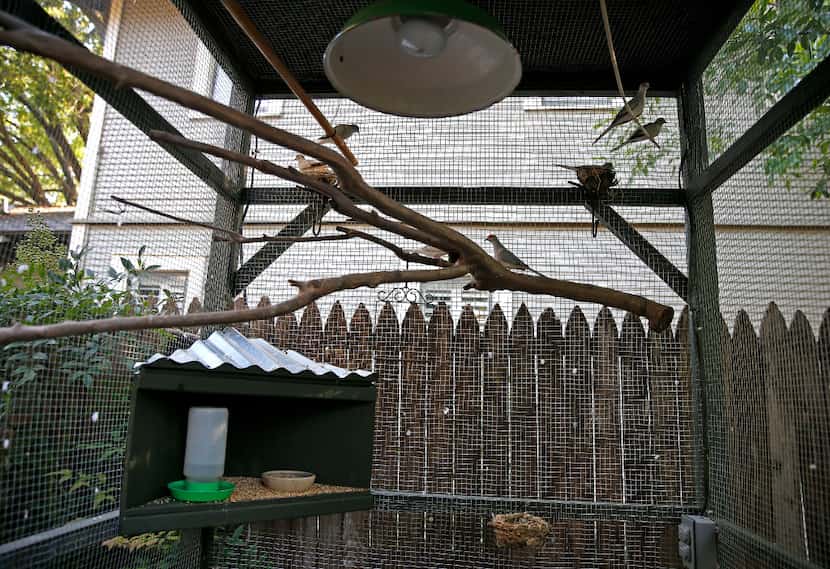 The aviary is a large home for Mariana Greene's diamond doves.