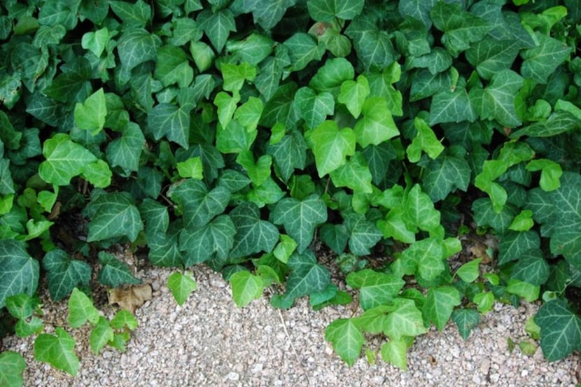 English ivy is an often used evergreen ground cover.
