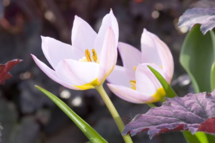 'Lilac Wonder' tulip