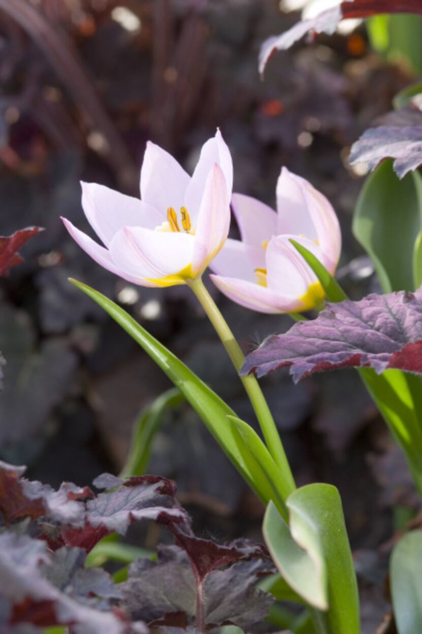 'Lilac Wonder' tulip