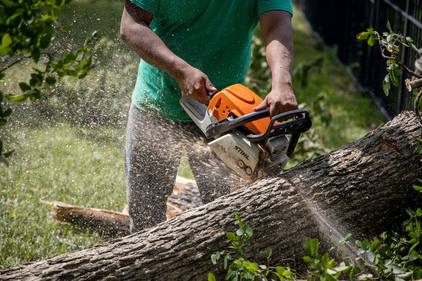 Bryan Benavides cuts down a tree from someone's yard near White Rock Lake in Dallas on...
