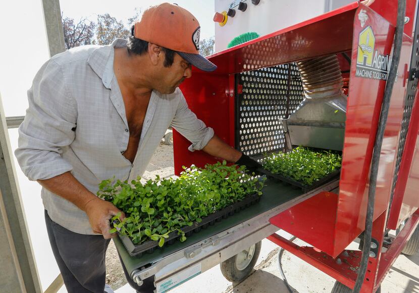 Antonio Hernandez feeds a tray of plants in to an AgriNomix trimmer at Seville Farms in...
