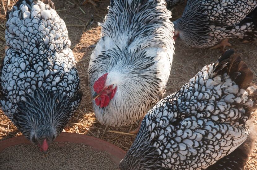 Silver-laced Wyandottes at Moss Mountain Farm 
