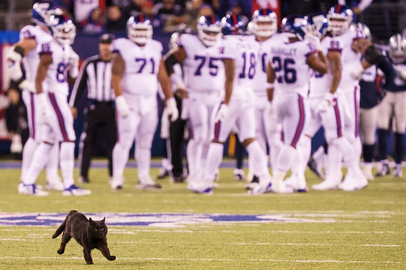 A black cat runs across the field during the second quarter of an NFL football game between...