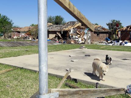 Two dogs head toward their owner after he called for them on April 5, 2012, two days after a...