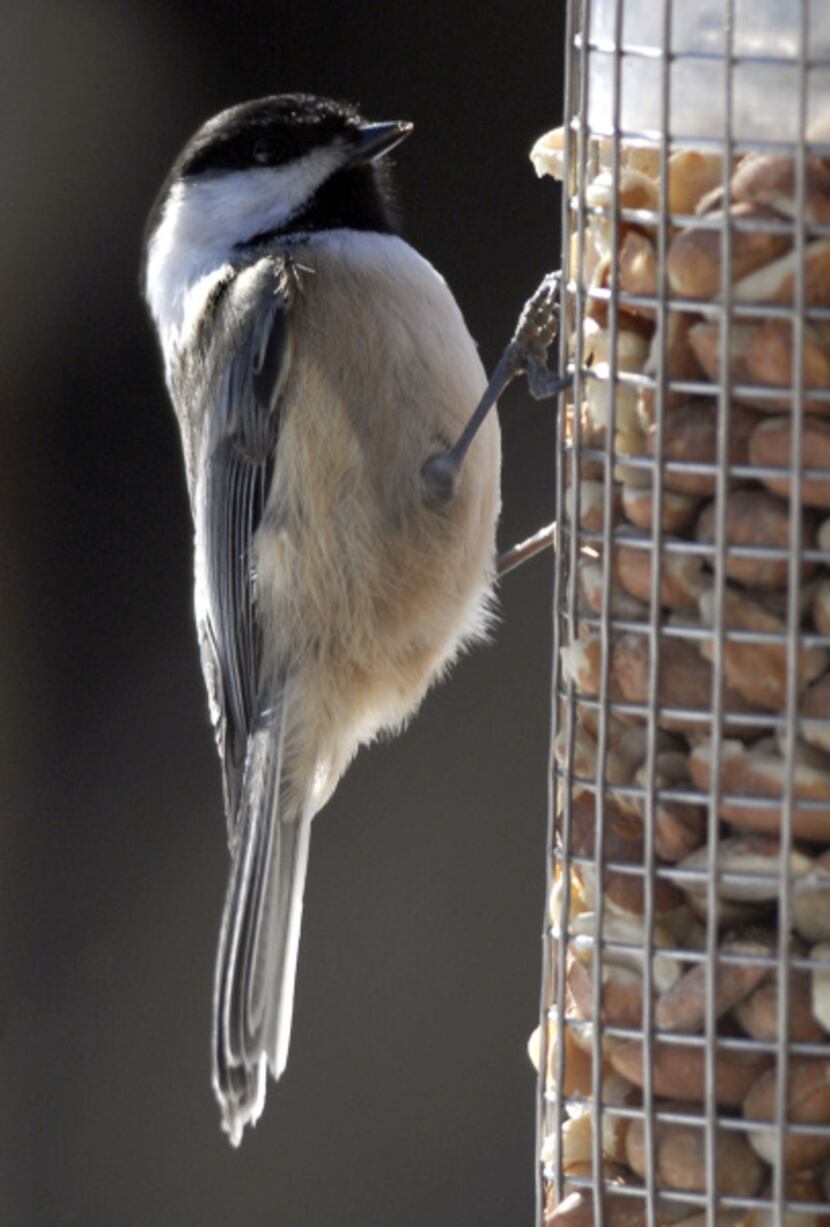 Hungry, my little chickadee? These songbirds are more likely to come to a feeder when the...