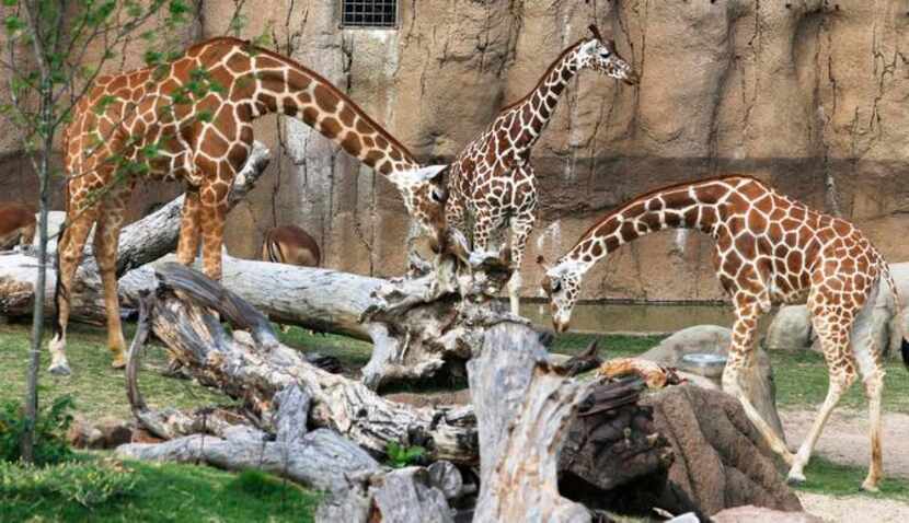 
Giraffes, like the elephants, benefit from freshly cut tree limbs, delivered by local...